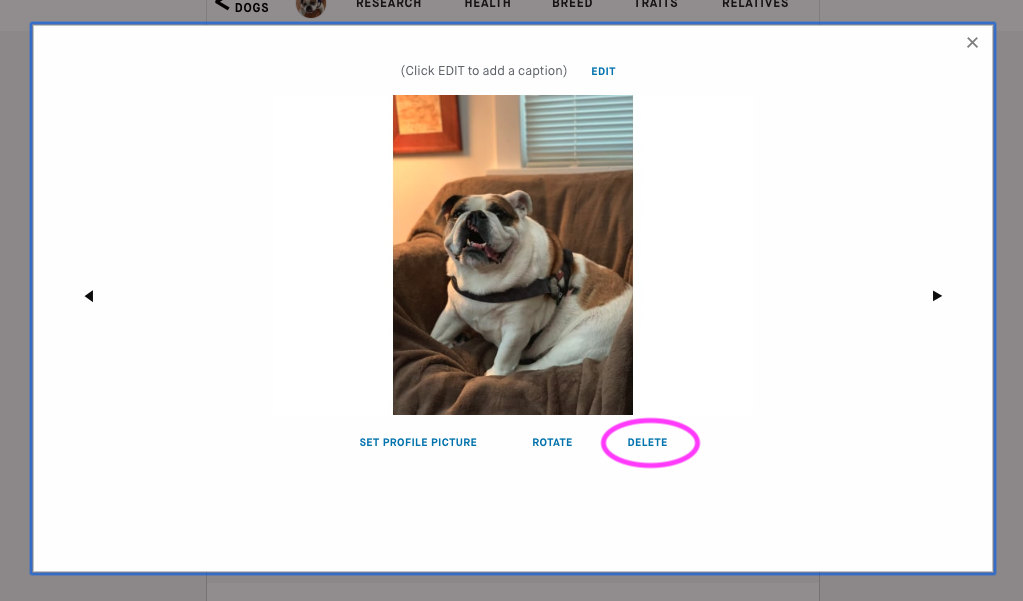 click on Delete to remove the picture or video from your dog's profile