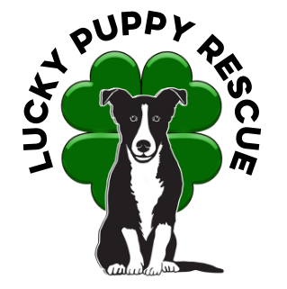 Lucky Puppy Rescue - 1.png